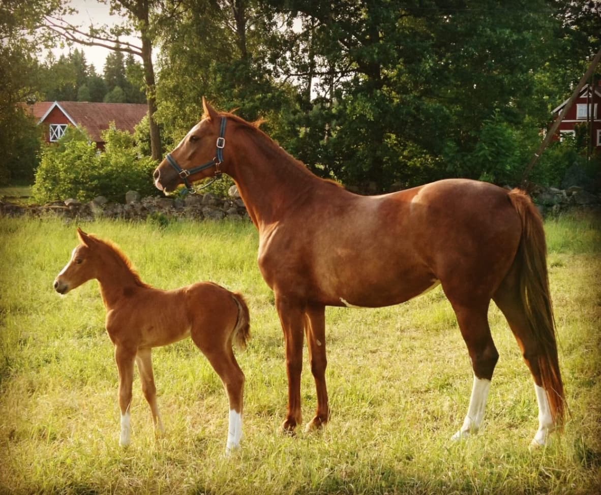 Degerhaga Stable 