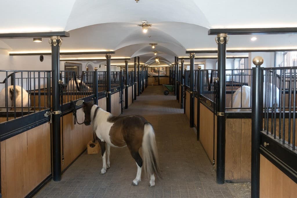 Stall i morgonljus – Stallschema på Hästannons.se